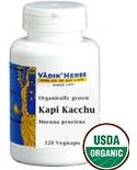 Kapi Kacchu