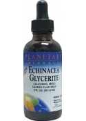 Echinacea Glycerite