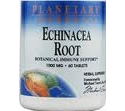 Echinacea Root